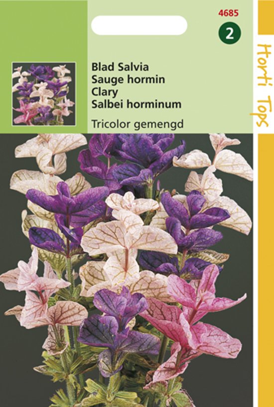 Driekleurig Bladsalie (Salvia viridis) 175 zaden